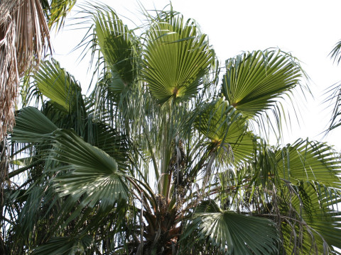 Washingtonia robusta