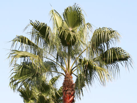 Washingtonia robusta