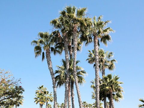 Washingtonia robusta