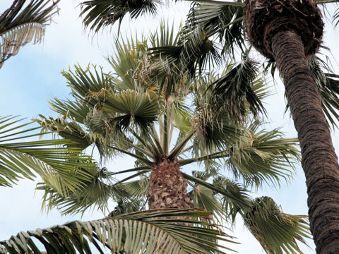 Washingtonia robusta