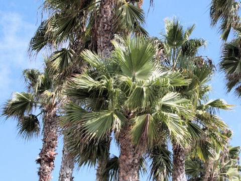 Washingtonia robusta