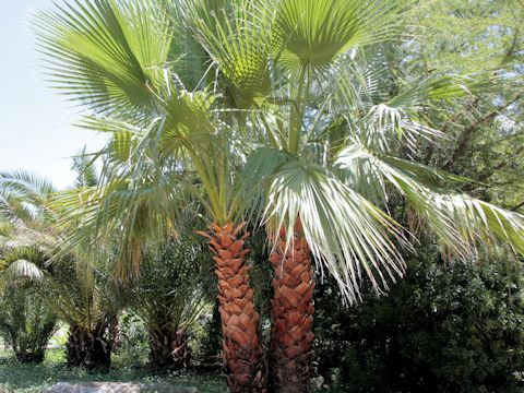 Washingtonia robusta