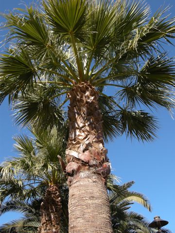 Washingtonia filifera