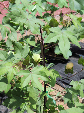 Gossypium arboreum var. indicum