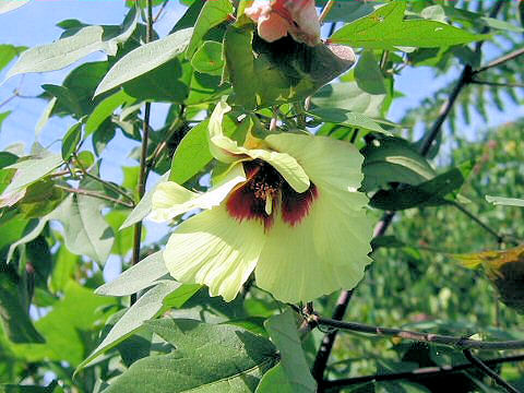 Gossypium arboreum var. indicum