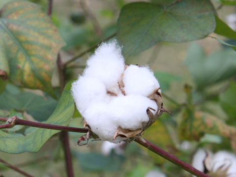 Gossypium arboreum var. indicum