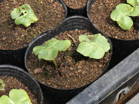 Gossypium arboreum var. obtusifolium