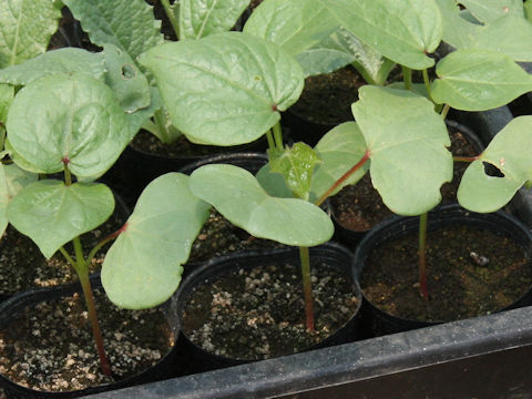 Gossypium arboreum var. obtusifolium