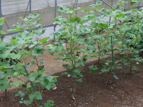Gossypium arboreum var. obtusifolium