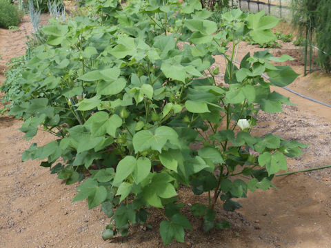 Gossypium arboreum var. obtusifolium