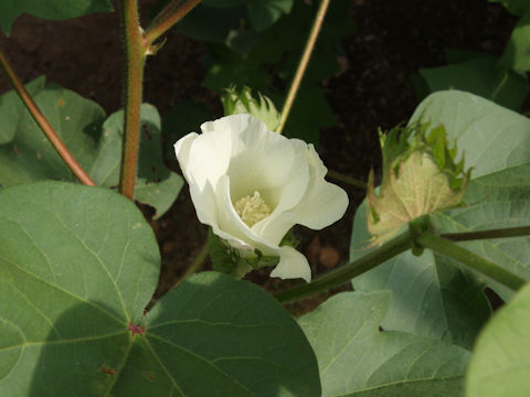 Gossypium arboreum var. obtusifolium