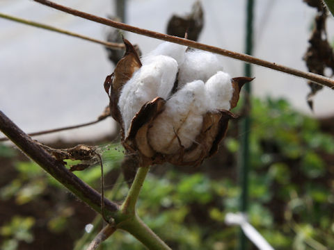Gossypium arboreum var. obtusifolium