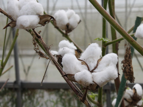 Gossypium arboreum var. obtusifolium