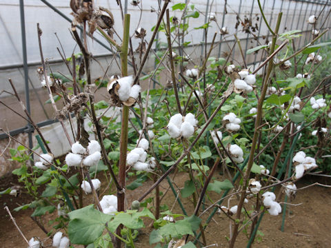 Gossypium arboreum var. obtusifolium