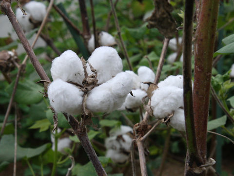 Gossypium arboreum var. obtusifolium