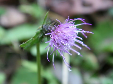 Cirsium tashiroi