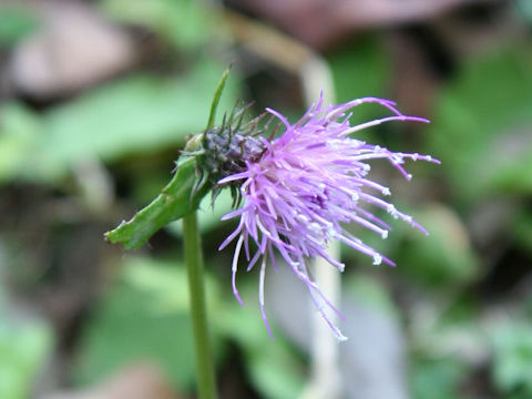 Cirsium tashiroi