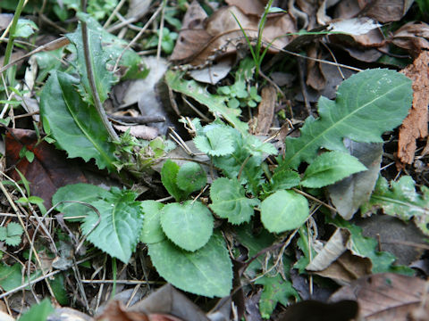 Cirsium tashiroi