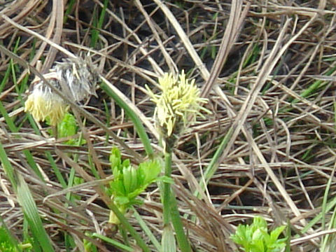 Eriophorum vaginatum