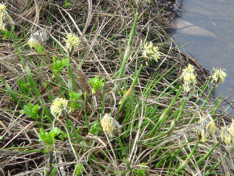 Eriophorum vaginatum