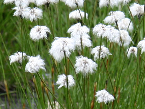 Eriophorum vaginatum