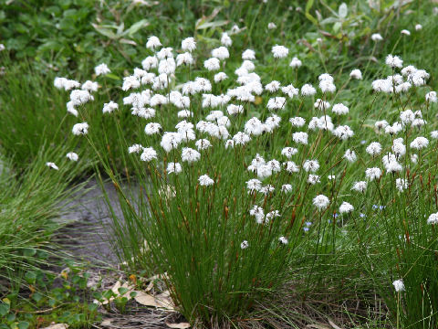 Eriophorum vaginatum