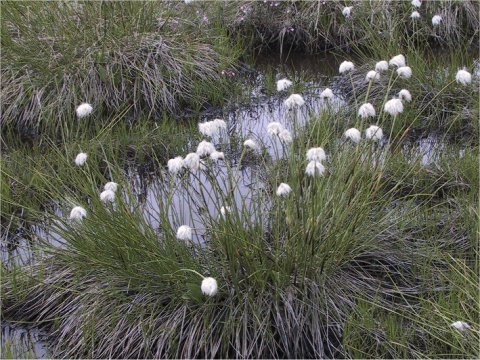 Eriophorum vaginatum