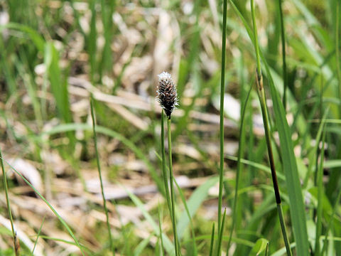 Eriophorum vaginatum