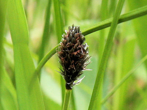 Eriophorum vaginatum