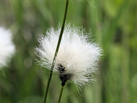 Eriophorum vaginatum