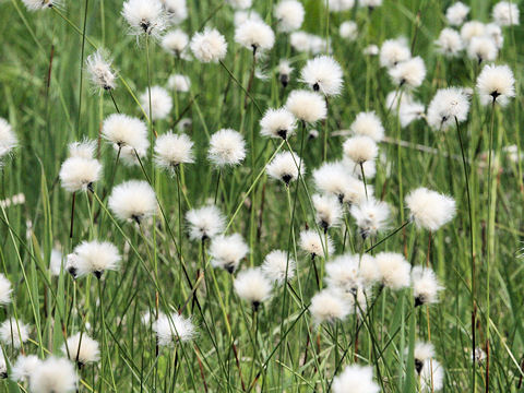 Eriophorum vaginatum