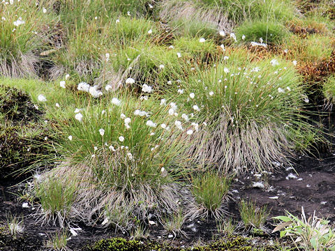 Eriophorum vaginatum