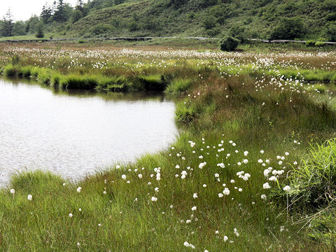 Eriophorum vaginatum