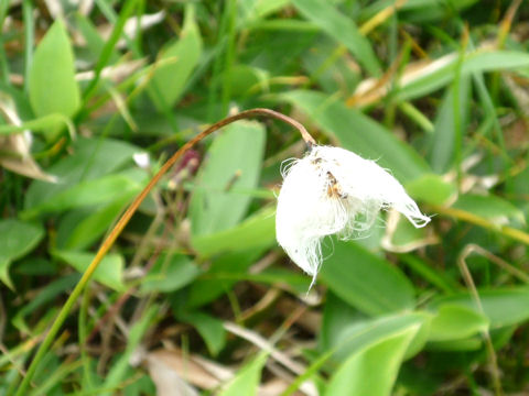 Eriophorum vaginatum