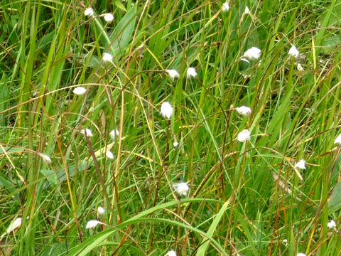 Eriophorum vaginatum