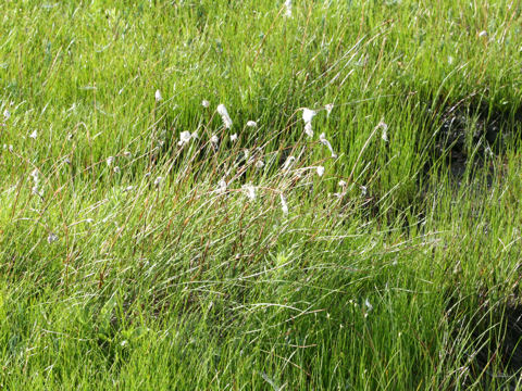 Eriophorum vaginatum