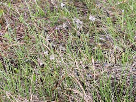 Eriophorum vaginatum