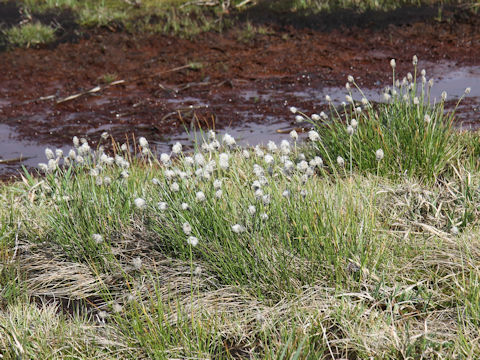 Eriophorum vaginatum