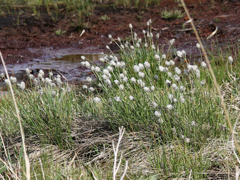 Eriophorum vaginatum