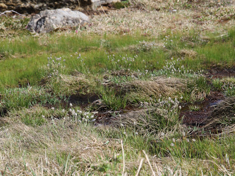 Eriophorum vaginatum