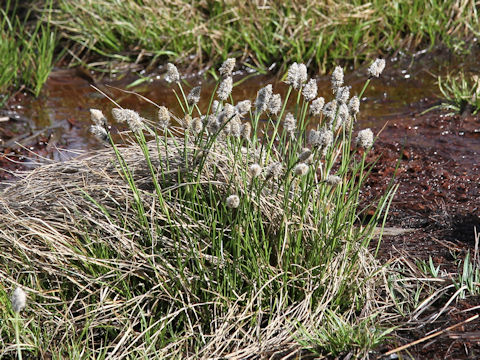 Eriophorum vaginatum