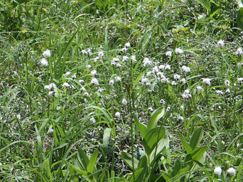 Eriophorum vaginatum