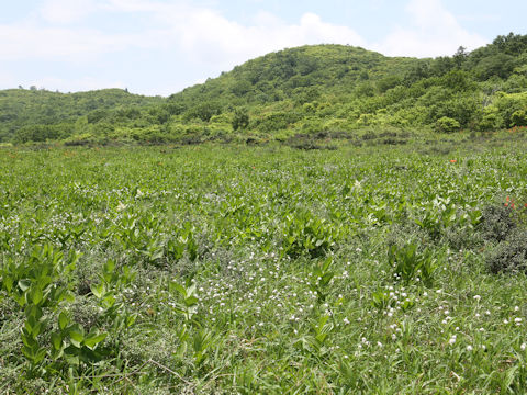 Eriophorum vaginatum