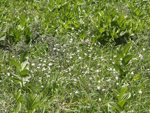 Eriophorum vaginatum