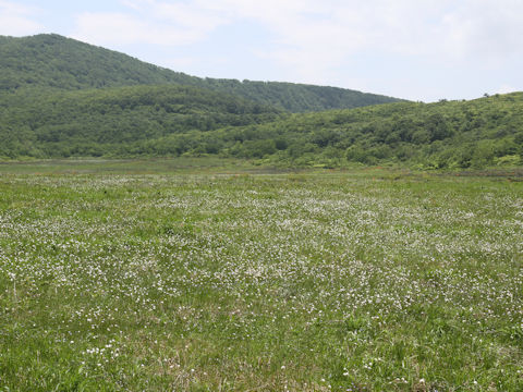 Eriophorum vaginatum