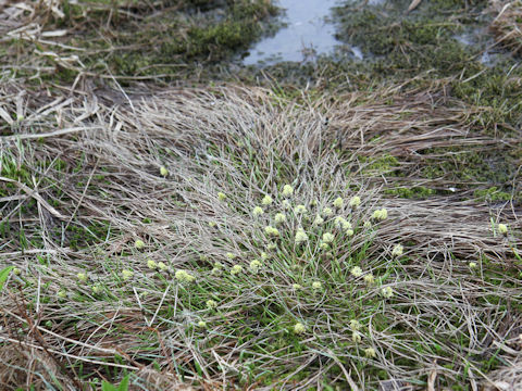 Eriophorum vaginatum