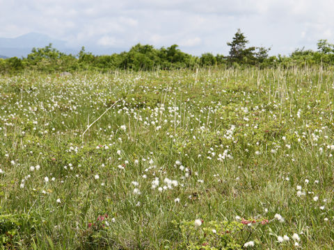 Eriophorum vaginatum