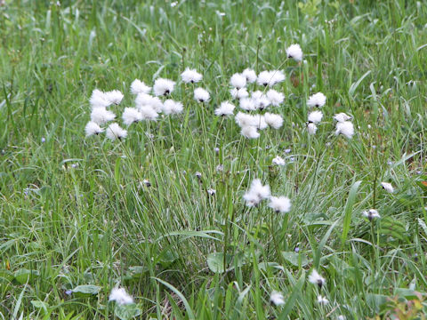 Eriophorum vaginatum