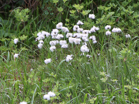 Eriophorum vaginatum