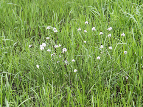 Eriophorum vaginatum